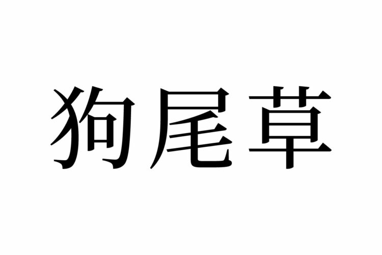 【読めたらスゴイ！】「狗尾草」ってどんな草！？絶対見たことある、あの雑草の正式名称！？この漢字、あなたは読めますか？