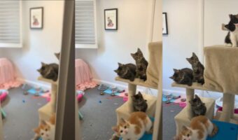 こんなかわいいシンクロがあるなんて・・・。 ドアを開けると、室内にいたネコたちが揃って頭を傾けていて超かわいかった!!