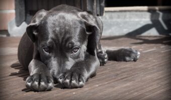「犬猿の仲」とはどんな意味？その由来は十二支が関係している？