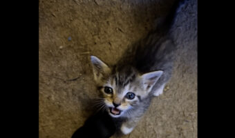 飼い主さんの膝の上に行きたい子猫。起き上がっても、ちっちゃすぎてジャンプはまだ上手にできなくて・・【アメリカ・動画】