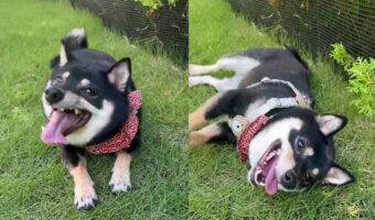 久々の芝生ドッグランで大はしゃぎした愛犬。最後に見せたゴロンが可愛すぎる!