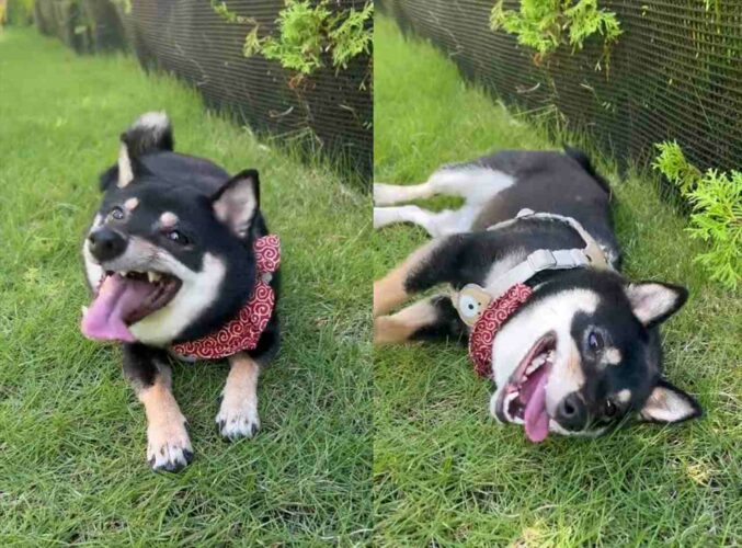 久々の芝生ドッグランで大はしゃぎした愛犬。最後に見せたゴロンが可愛すぎる！