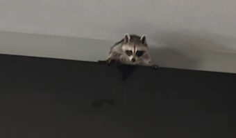 アライグマがテレビの裏に入り込んじゃった！？飼い主さんが出てくるように言いますが、なかなか言うことを聞いてくれません・・