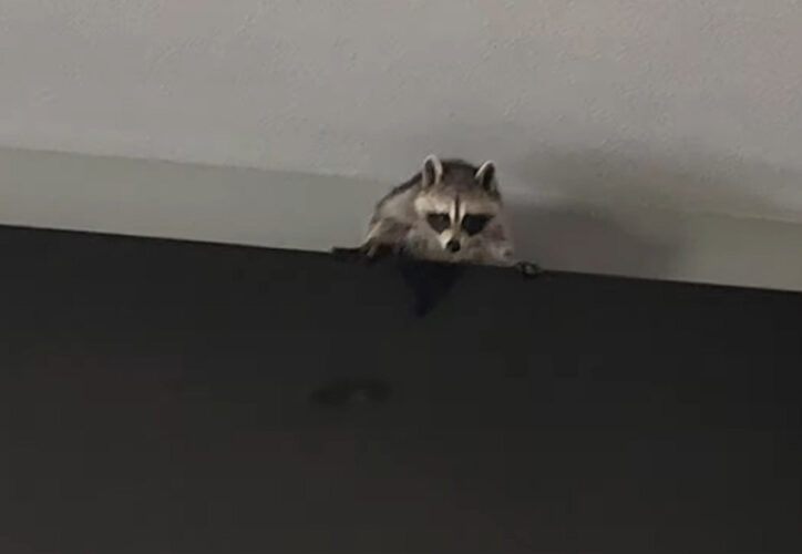 アライグマがテレビの裏に入り込んじゃった！？飼い主さんが出てくるように言いますが、なかなか言うことを聞いてくれません・・