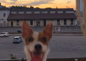 夕暮れ時の美しい景色をバックに・・、ジャックラッセルが楽しそうにジャンプ！何度もジャンプ！！【海外・動画】