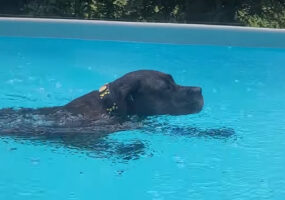 大雨だって止まらない！ドゴ・カナリオは雨に打たれながらプールで水遊び！！【海外・動画】
