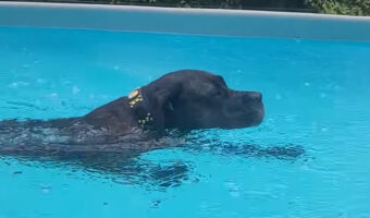 大雨だって止まらない！ドゴ・カナリオは雨に打たれながらプールで水遊び！！【海外・動画】
