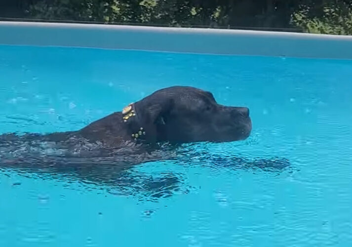 大雨だって止まらない！ドゴ・カナリオは雨に打たれながらプールで水遊び！！【海外・動画】