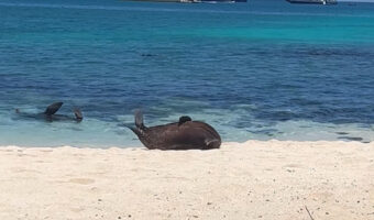 ビーチをゴロリゴロリ・・。美しい白浜をアザラシが転がりながら海に戻っていきます!!【海外・動画】
