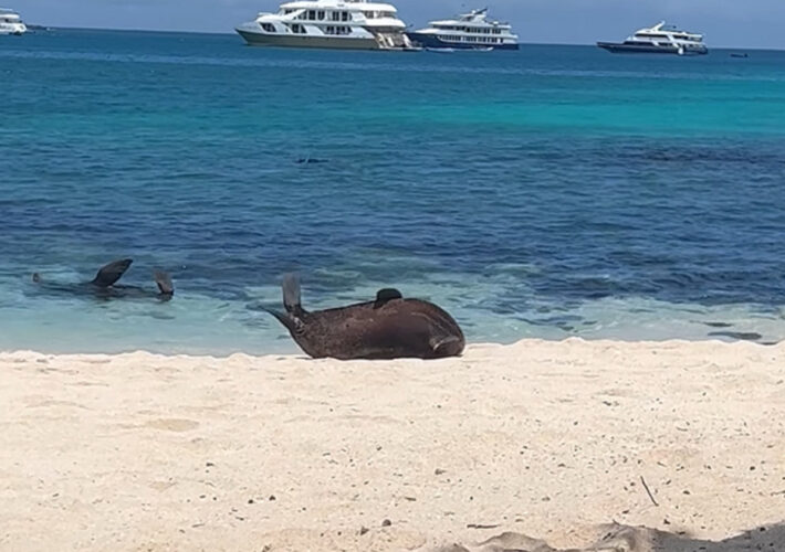 ビーチをゴロリゴロリ・・。美しい白浜をアザラシが転がりながら海に戻っていきます！！【海外・動画】