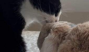 ウサギを愛でる猫たち。ペロペロ舐めたり舐められたり・・、一緒に寝たりとみんな仲良し！！【海外・動画】
