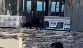 新居にしたいのかな？建築中の家の前に現れたのはクマの家族！？【アメリカ・動画】