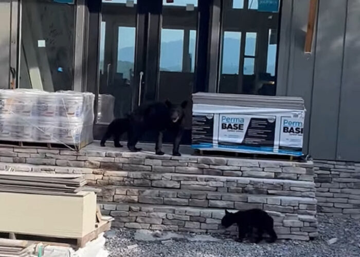 新居にしたいのかな？建築中の家の前に現れたのはクマの家族！？【アメリカ・動画】