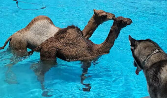 暑い日はラクダだって涼みたい!?プールで楽しく水遊び!!【アメリカ・動画】