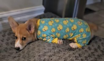 トトトトっと早歩きするコーギーの子犬。ベッドまで一直線に向かう姿がかわいすぎる!!【海外・動画】