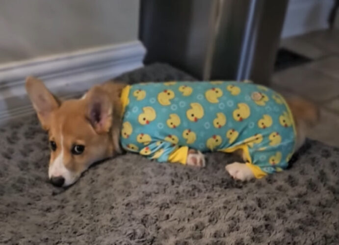 トトトトっと早歩きするコーギーの子犬。ベッドまで一直線に向かう姿がかわいすぎる！！【海外・動画】