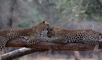 木の上でくつろぐヒョウの姉妹。まったりしている姿がかわいい！！【海外・動画】