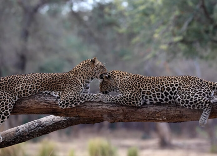 木の上でくつろぐヒョウの姉妹。まったりしている姿がかわいい！！【海外・動画】