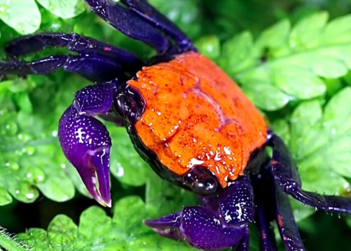 色鮮やかな体が目を引く！ハロウィン・ヴァンパイア・クラブ！！【海外・動画】