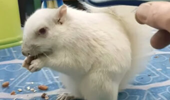 ピーナッツを食べるのに夢中なアルビノのリス。食事しながらブラッシングもしてもらって幸せそう！！【海外・動画】