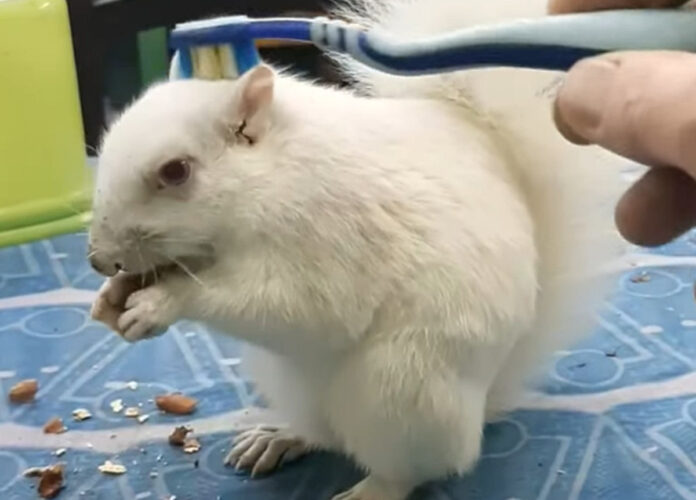 ピーナッツを食べるのに夢中なアルビノのリス。食事しながらブラッシングもしてもらって幸せそう！！【海外・動画】