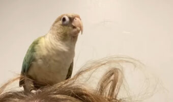 インコはヘアアレンジがしたい?飼い主さんの頭に乗って髪の毛をついばみます!!【海外・動画】