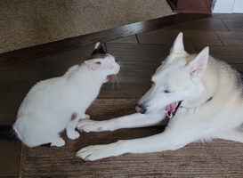 仲良しな犬と猫。ふたりはあくびをするタイミングもぴったりです！！【アメリカ・動画】