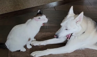 仲良しな犬と猫。ふたりはあくびをするタイミングもぴったりです！！【アメリカ・動画】