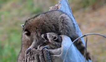 きょうだい仲良く切り株の上で遊ぶアライグマ。そこに3匹目もやってきた!!【アメリカ・動画】