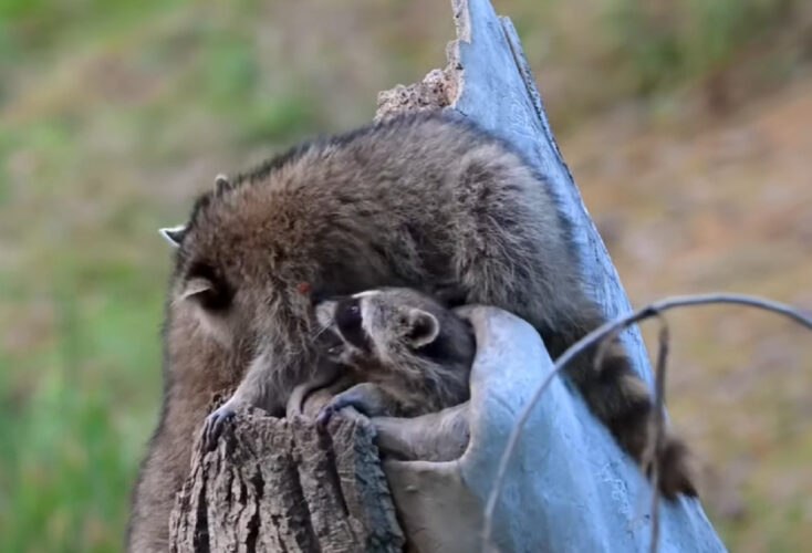 きょうだい仲良く切り株の上で遊ぶアライグマ。そこに3匹目もやってきた！！【アメリカ・動画】