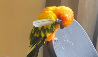 頭をカキカキするインコ。自分の羽を孫の手にして気持ちよさそう！！【アメリカ・動画】