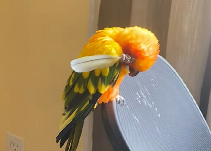 頭をカキカキするインコ。自分の羽を孫の手にして気持ちよさそう！！【アメリカ・動画】