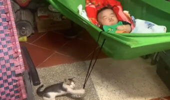 子猫が子守をしている！？赤ちゃんが寝るハンモックをゆらゆら揺らしています！！【海外・動画】