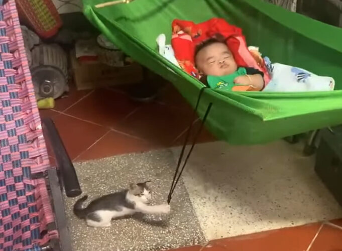 子猫が子守をしている！？赤ちゃんが寝るハンモックをゆらゆら揺らしています！！【海外・動画】