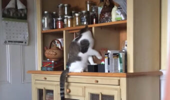 キッチンシェルフを漁る猫。目的のものを探し当てると・・飼い主さんにちょうだいとかわいくアピール!!【海外・動画】