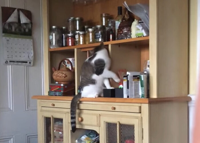 キッチンシェルフを漁る猫。目的のものを探し当てると・・飼い主さんにちょうだいとかわいくアピール！！【海外・動画】