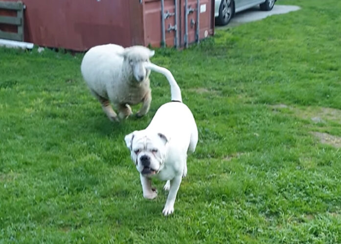 ヒツジとブルドックが遊ぶ姿がアグレッシブ！？おいかけっこをしたり体当たりをしたりと激しいです！！【海外・動画】
