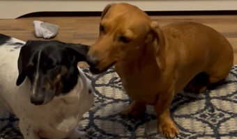 おいしそうにハムハムしている子犬。だけどそれは・・、君の姉妹の耳だよ!!【アメリカ・動画】