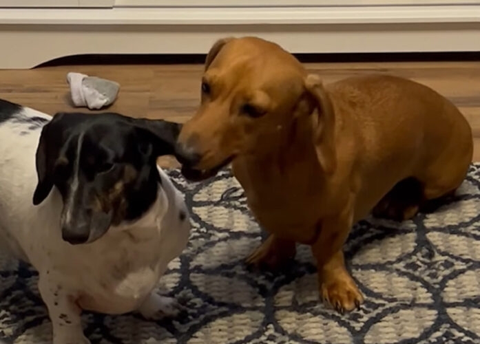 おいしそうにハムハムしている子犬。だけどそれは・・、君の姉妹の耳だよ！！【アメリカ・動画】