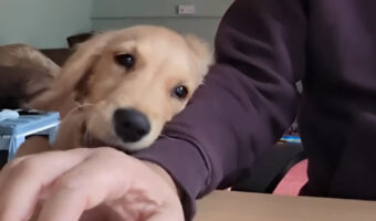 かまってほしいのかな?ゴールデンレトリバーの子犬は、作業中の飼い主さんの手元からくっついてはなれません!