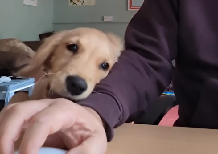 かまってほしいのかな？ゴールデンレトリバーの子犬は、作業中の飼い主さんの手元からくっついてはなれません！