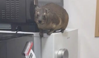 垂直に近い岩場も登れるケープハイラックスが冷蔵庫を垂直に下っていく!!