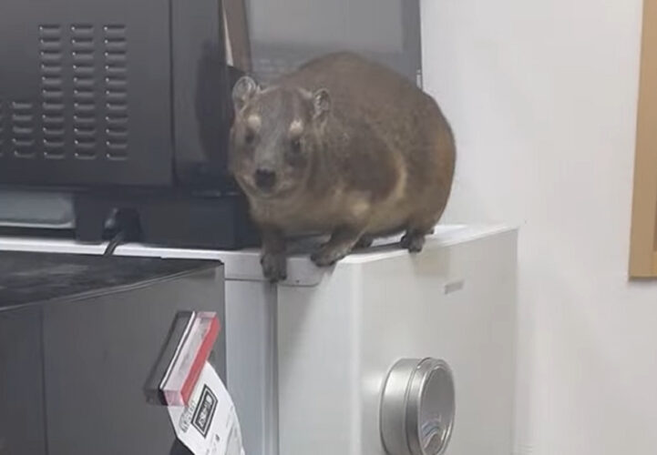 垂直に近い岩場も登れるケープハイラックスが冷蔵庫を垂直に下っていく！！