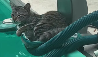 プールサイドでお昼寝する猫。だけど寝た場所が悪かった!?【海外・動画】