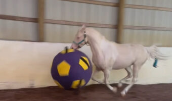 白馬大興奮！大きくていくら遊んでも壊れないボールを貰って大喜び！！【アメリカ・動画】