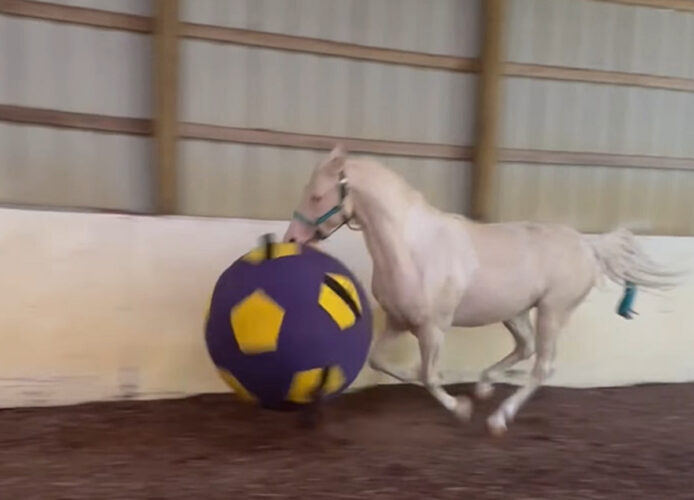白馬大興奮！大きくていくら遊んでも壊れないボールを貰って大喜び！！【アメリカ・動画】