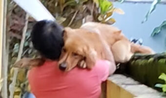 野良猫を追ってフェンスを乗り越えようとしたゴールデンレトリバーの子犬。だけど塀の高さに怖くなって降りられなくなっちゃった！？