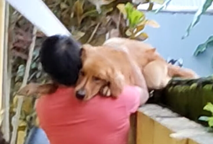 野良猫を追ってフェンスを乗り越えようとしたゴールデンレトリバーの子犬。だけど塀の高さに怖くなって降りられなくなっちゃった！？