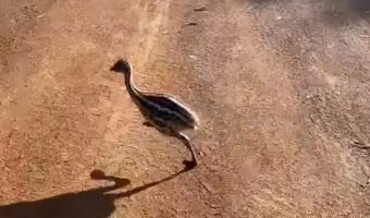 走るのが得意なエミューのヒナ。バス停まで子供たちをお迎えに行きます！！