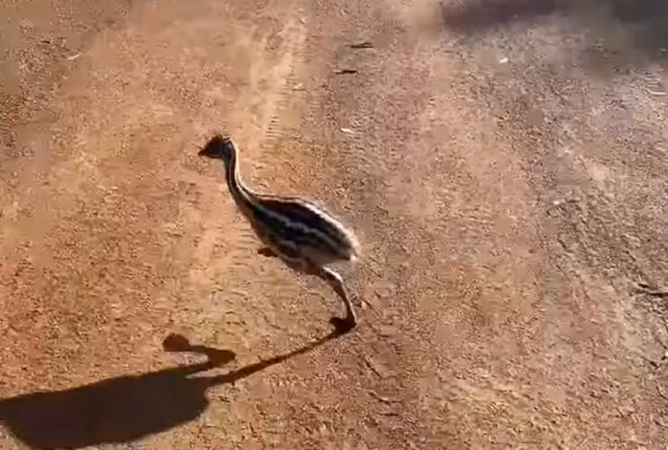 走るのが得意なエミューのヒナ。バス停まで子供たちをお迎えに行きます！！